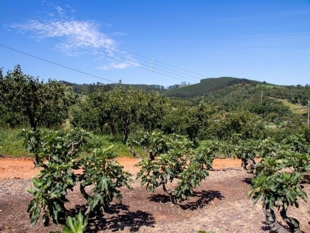 Sítio para Venda em Morungaba - 5