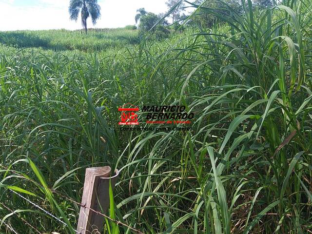Fazenda para Venda em Amparo - 5