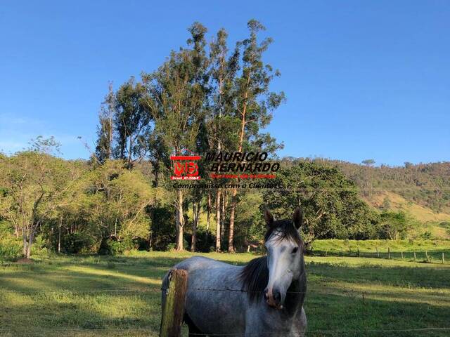 Sítio para Venda em Amparo - 4