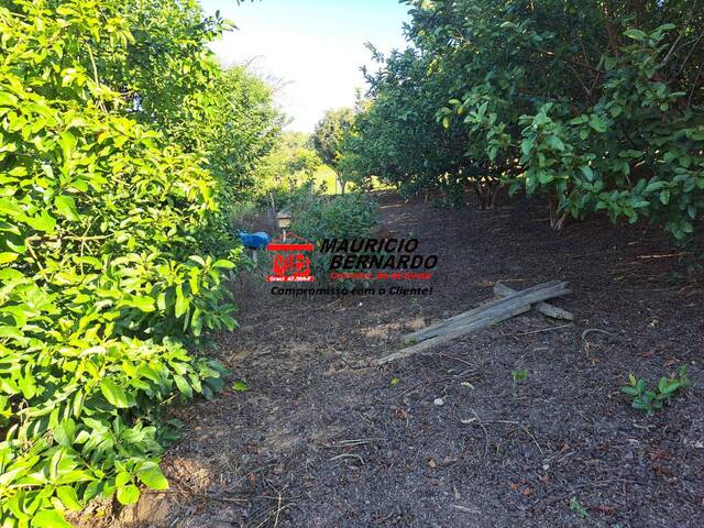 Sítio para Venda em Amparo - 5