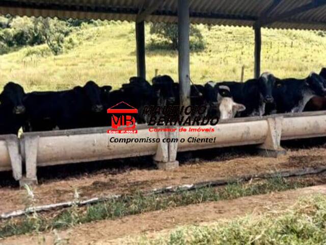 Fazenda para Venda em Munhoz - 4