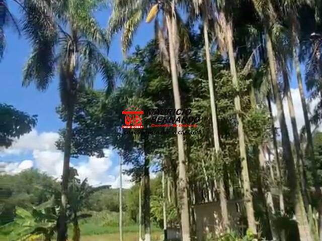 Sítio para Venda em Amparo - 4