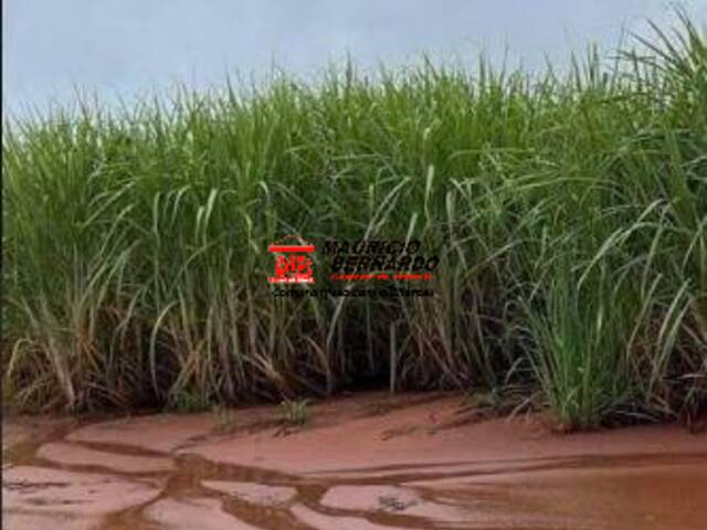 Fazenda para Venda em Itápolis - 4