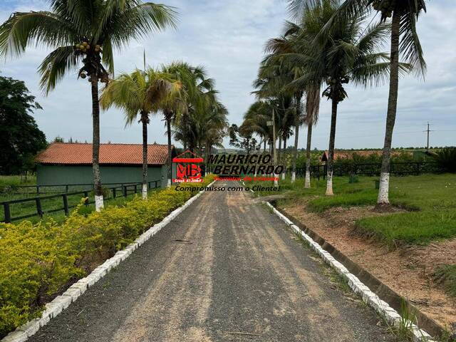 Haras para Venda em Moji Mirim - 5