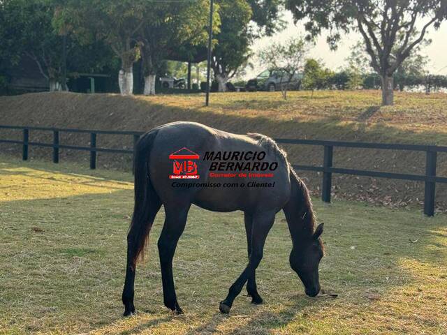 #2115 - Haras para Venda em Moji Mirim - SP - 3
