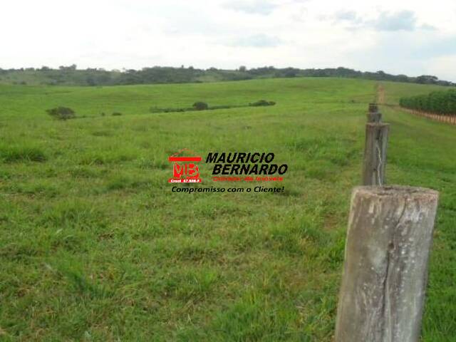 #2151 - Fazenda para Venda em Amparo - SP - 3