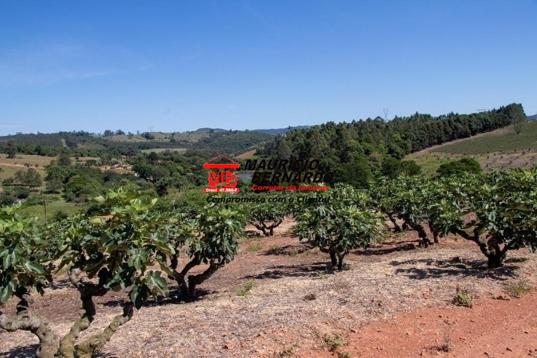 Terreno, 5 hectares - Foto 11