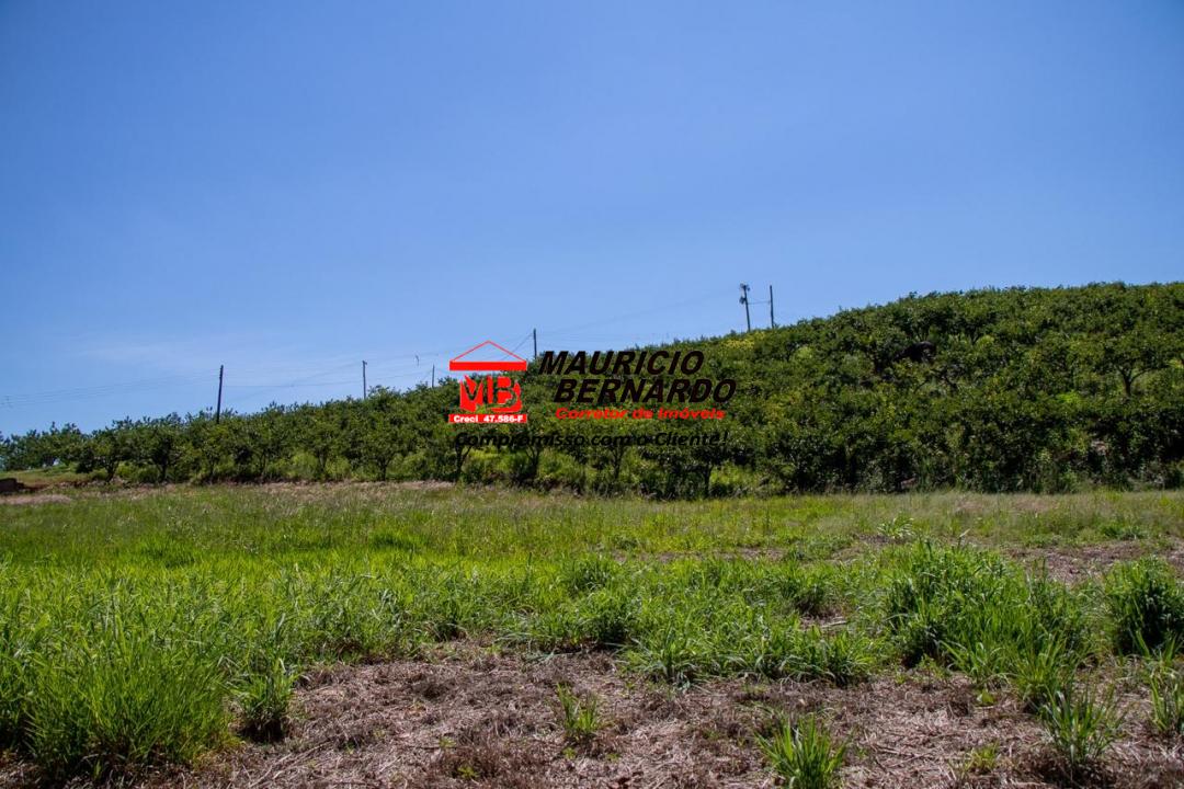 Terreno, 5 hectares - Foto 4