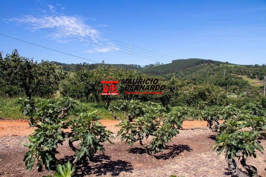 Terreno, 5 hectares - Foto 5