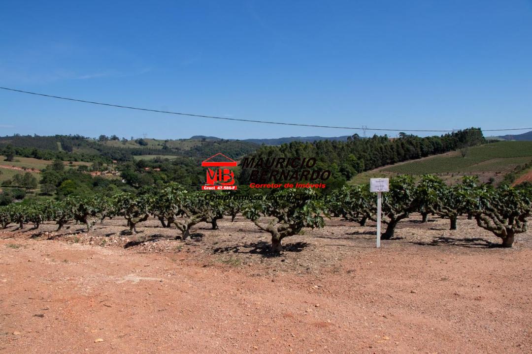 Terreno, 5 hectares - Foto 6