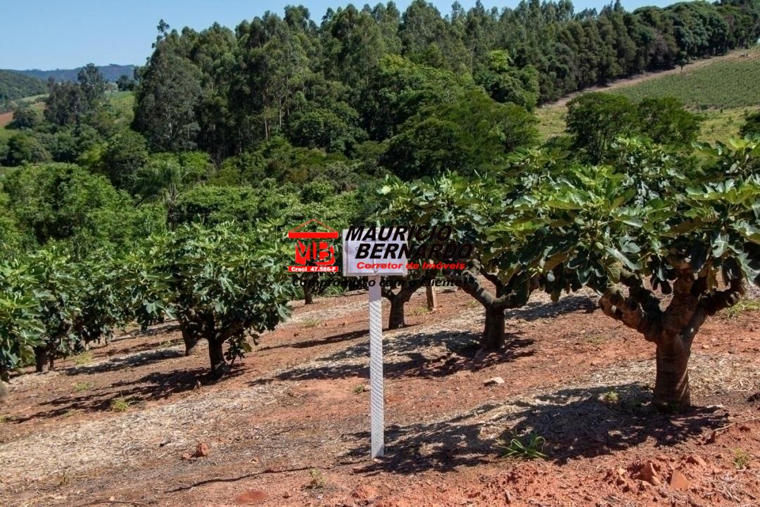 Terreno, 5 hectares - Foto 8
