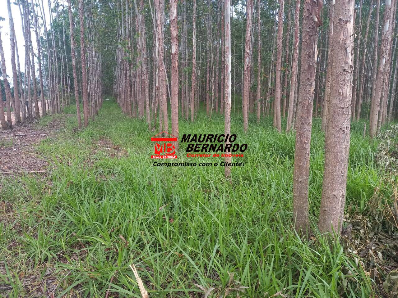 Terreno, 38 hectares - Foto 3
