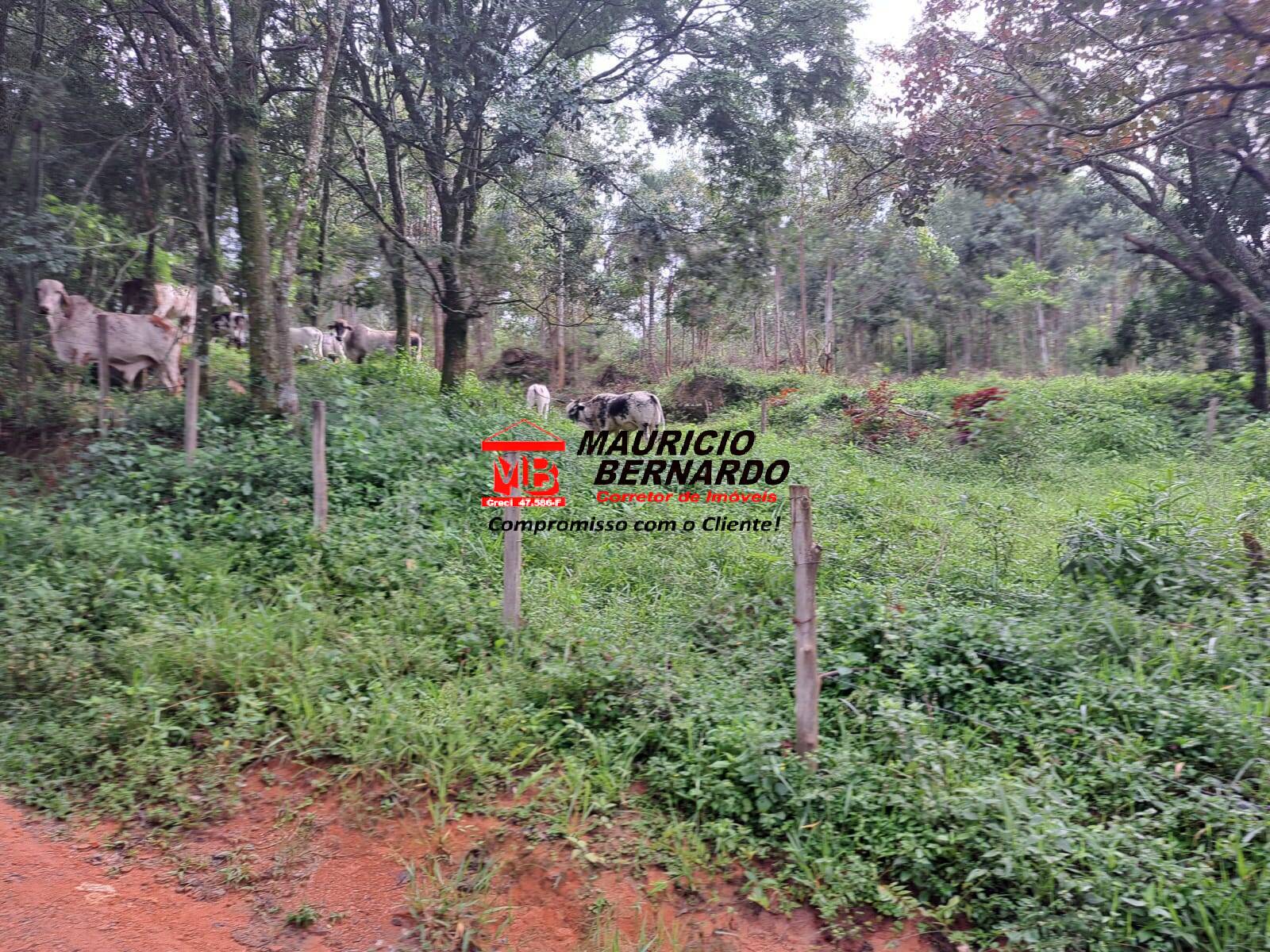 Terreno, 79 m² - Foto 4