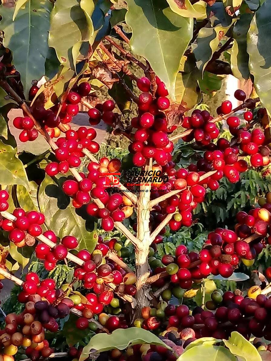 Sítio, 4 quartos, 4 m² - Foto 3