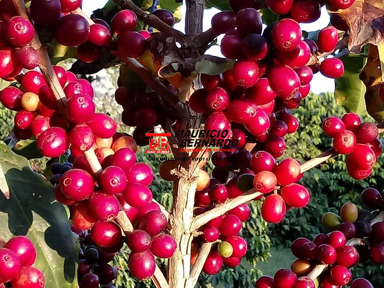 Sítio, 4 quartos, 4 m² - Foto 33