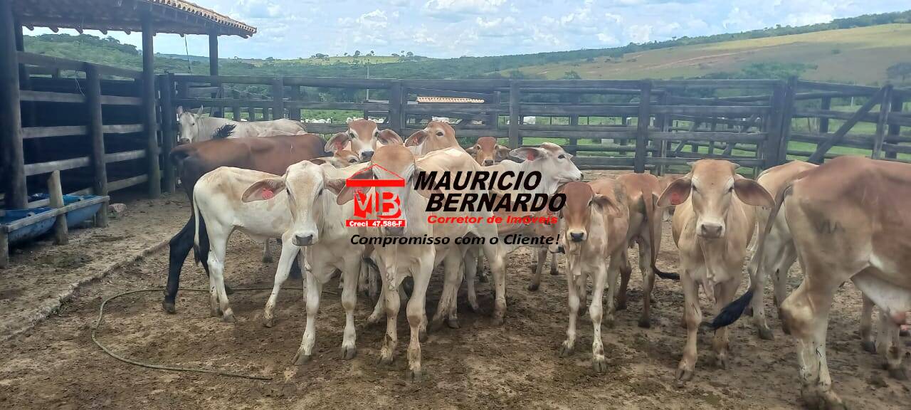Fazenda, 420 m² - Foto 7