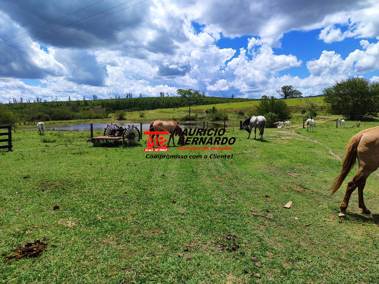 Terreno, 71 hectares - Foto 15