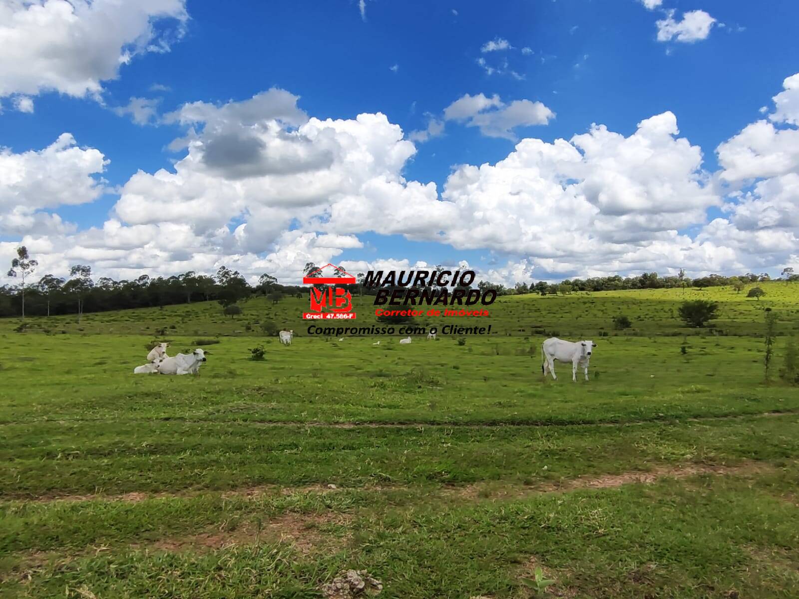 Terreno, 71 hectares - Foto 6