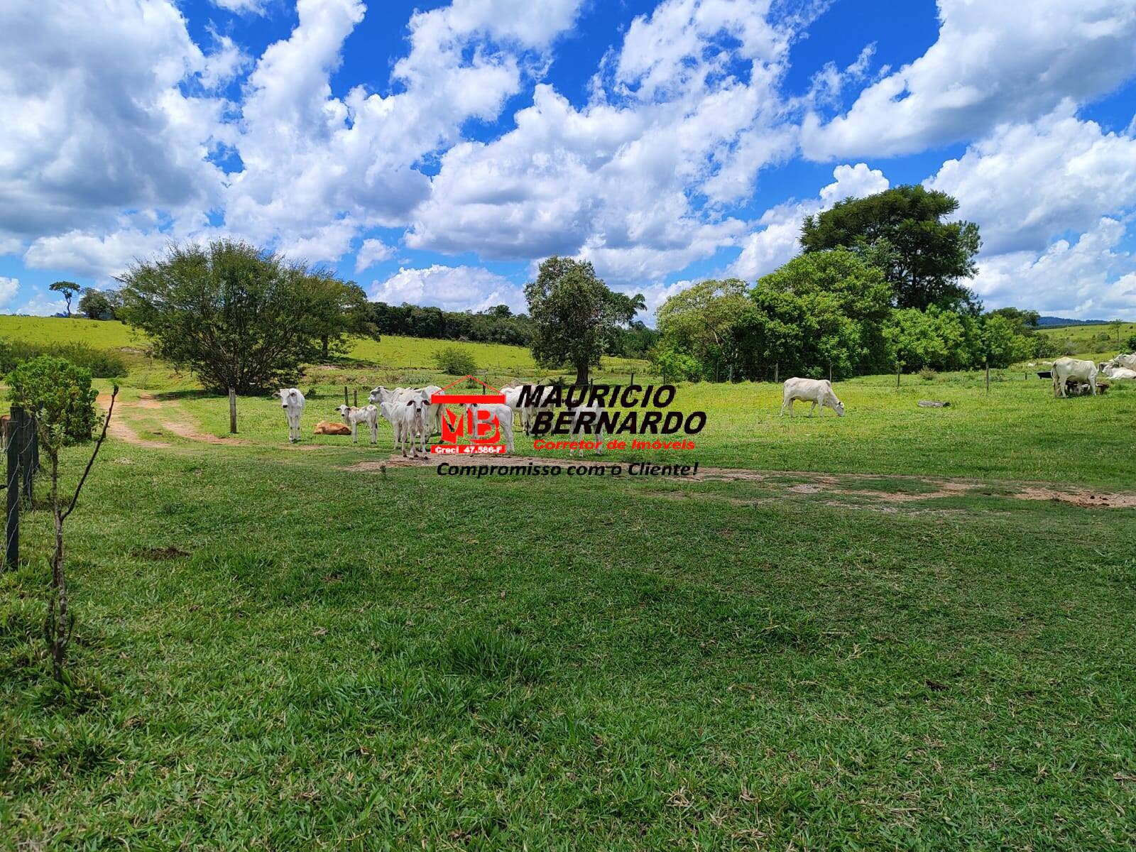 Terreno, 71 hectares - Foto 22
